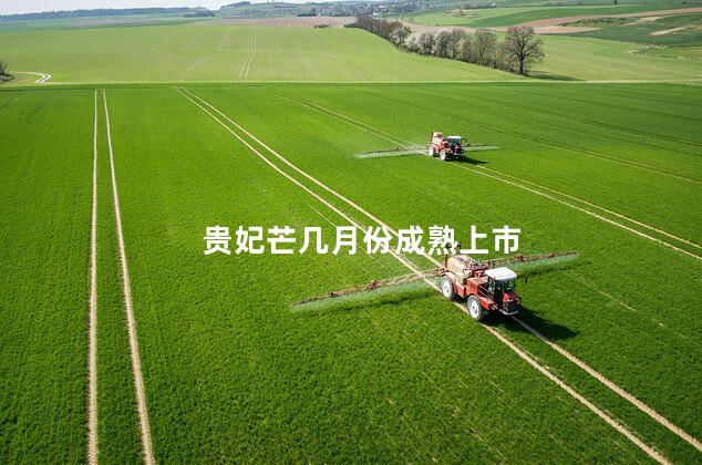 贵妃芒几月份成熟上市 贵妃芒几月份成熟上市