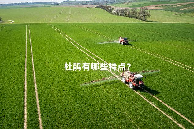 杜鹃有哪些特点? 杜鹃有哪些特点?