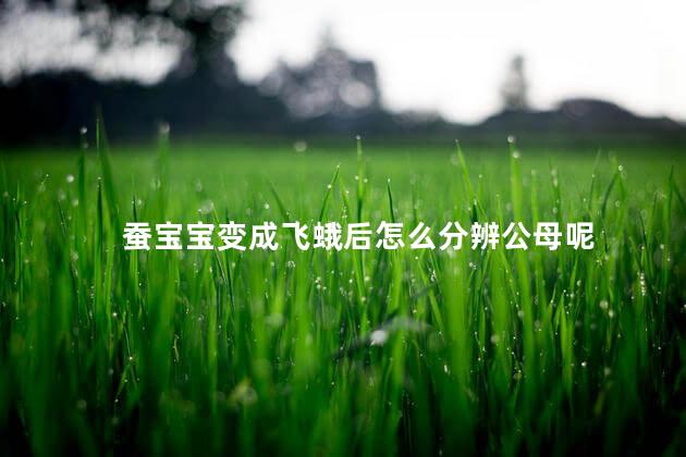 蚕宝宝变成飞蛾后怎么分辨公母呢 蚕宝宝变成飞蛾后怎么分辨公母呢