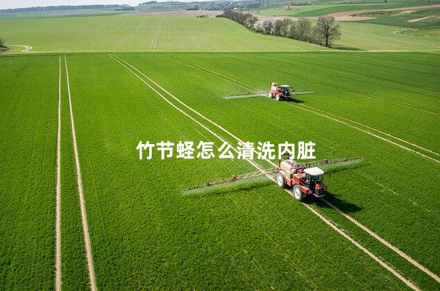 竹节蛏怎么清洗内脏