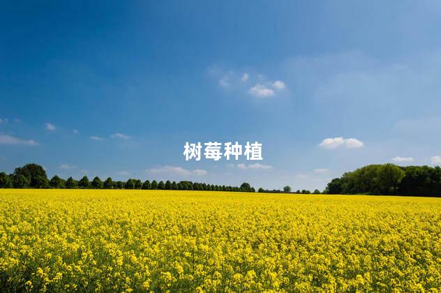 树莓种植 树莓种植