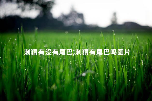 刺猬有没有尾巴,刺猬有尾巴吗图片
