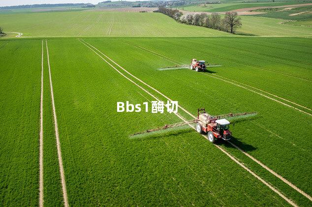 Bbs1酶切