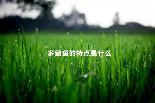多鳍鱼的特点是什么