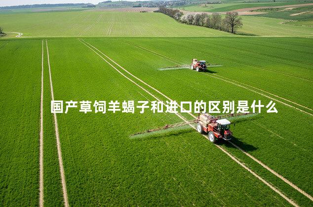 国产草饲羊蝎子和进口的区别是什么 国产草饲羊蝎子和进口的区别是什么