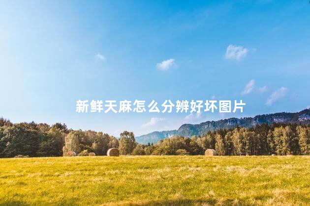 新鲜天麻怎么分辨好坏图片 新鲜天麻怎么分辨好坏图片