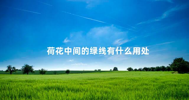 荷花中间的绿线有什么用处