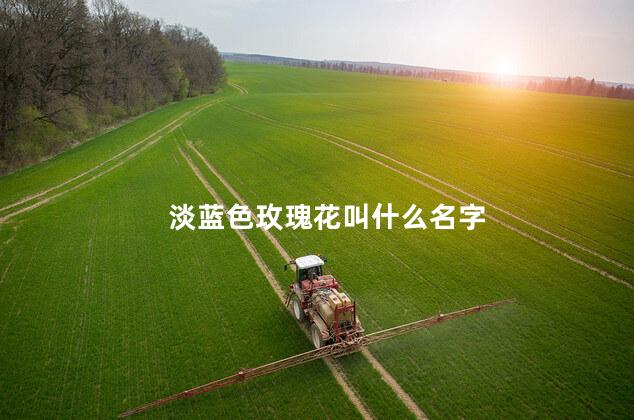 淡蓝色玫瑰花叫什么名字 淡蓝色玫瑰花叫什么名字