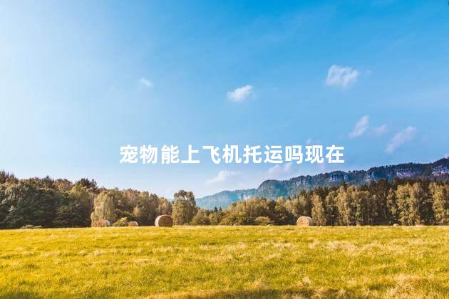 宠物能上飞机托运吗现在