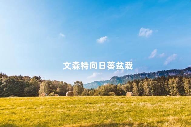 文森特向日葵盆栽