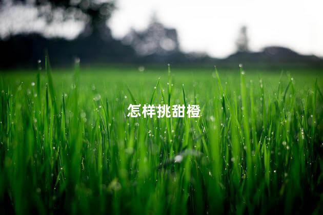 怎样挑甜橙 怎样挑甜橙