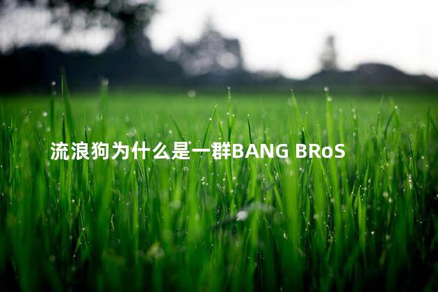 流浪狗为什么是一群BANG BRoS 流浪狗为什么是一群BANG BRoS
