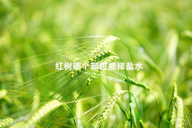 红树哪个部位能排盐水 红树哪个部位能排盐水