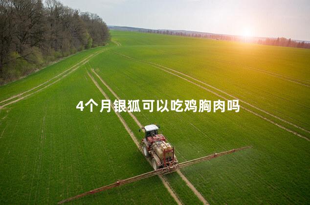 4个月银狐可以吃鸡胸肉吗 4个月银狐可以吃鸡胸肉吗