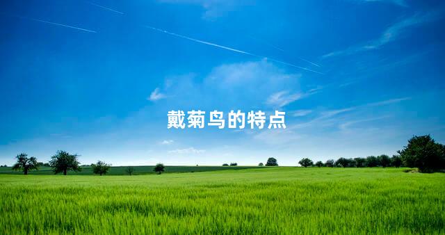 戴菊鸟的特点