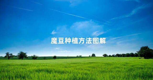 魔豆种植方法图解 魔豆种植方法图解