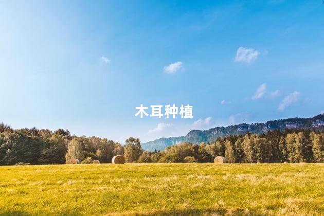 木耳种植