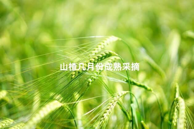 山楂几月份成熟采摘