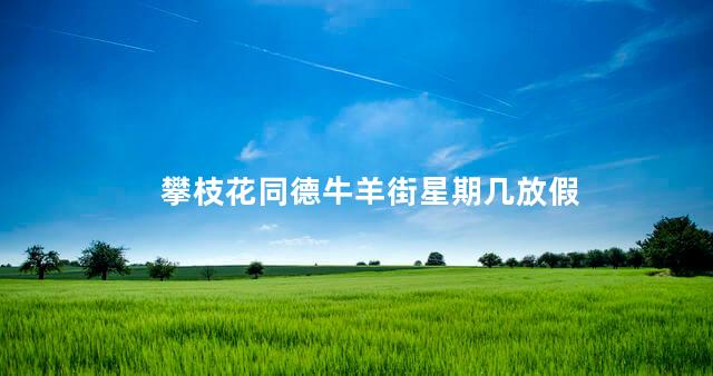 攀枝花同德牛羊街星期几放假 攀枝花同德牛羊街星期几放假