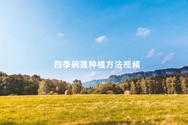 四季碗莲种植方法视频 四季碗莲种植方法视频