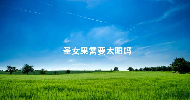 圣女果需要太阳吗 圣女果需要太阳吗