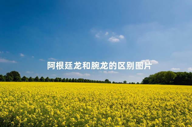 阿根廷龙和腕龙的区别图片