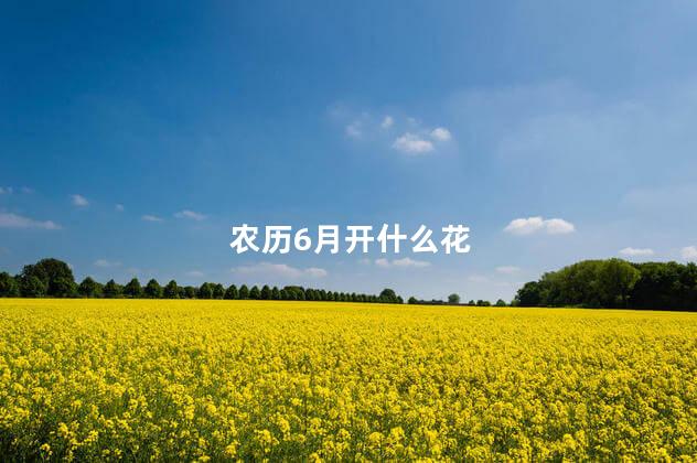 农历6月开什么花 农历6月开什么花