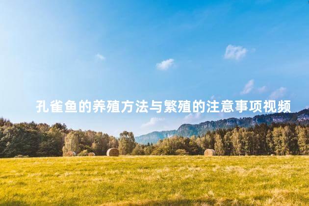 孔雀鱼的养殖方法与繁殖的注意事项视频