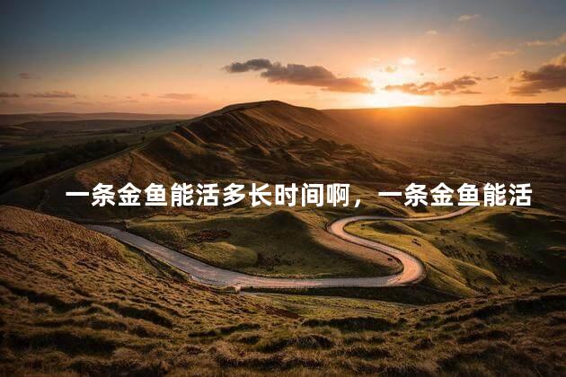 一条金鱼能活多长时间啊，一条金鱼能活多长时间呀