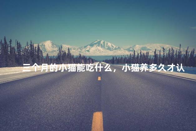 三个月的小猫能吃什么，小猫养多久才认主人