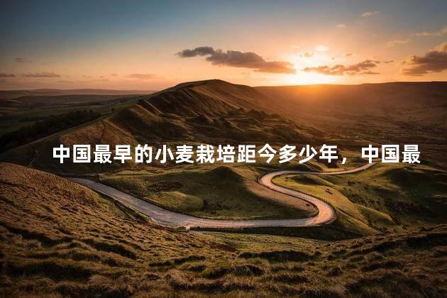 中国最早的小麦栽培距今多少年，中国最早的小麦栽培距今多少年了