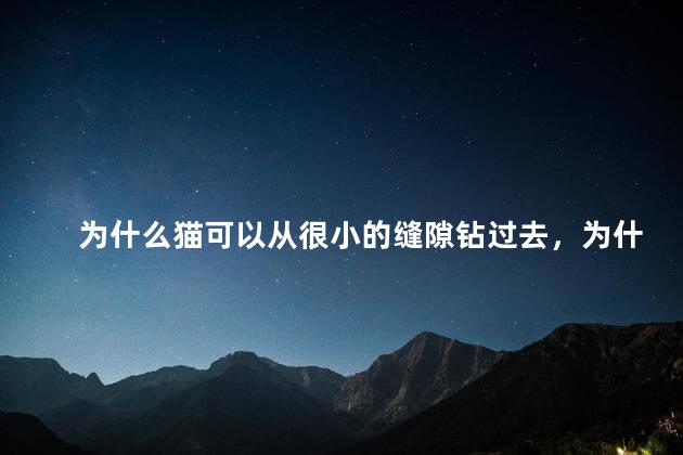为什么猫可以从很小的缝隙钻过去，为什么猫可以从很小的缝隙钻过去呢