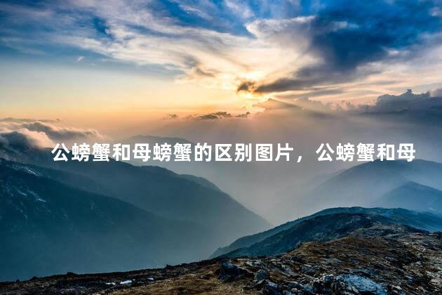 公螃蟹和母螃蟹的区别图片，公螃蟹和母螃蟹