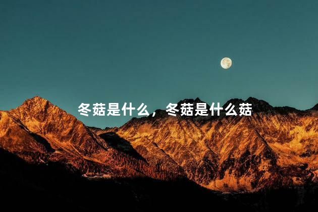 冬菇是什么，冬菇是什么菇