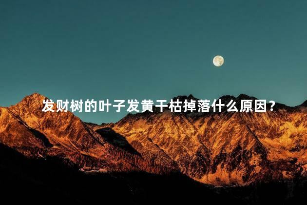 发财树的叶子发黄干枯掉落什么原因？
