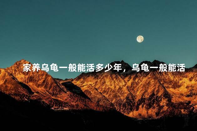 家养乌龟一般能活多少年，乌龟一般能活多少年寿命