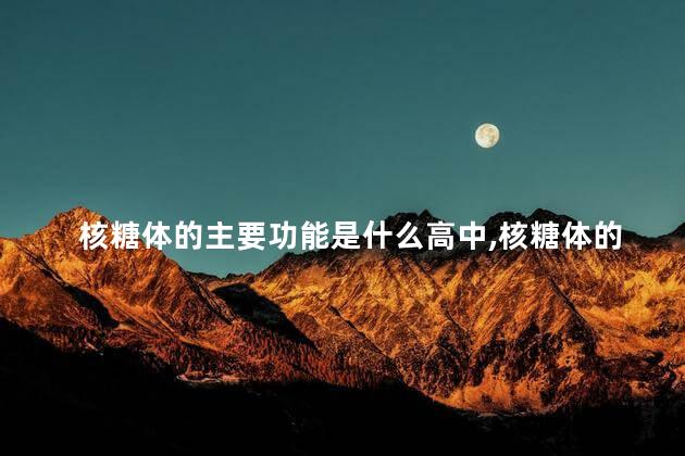 核糖体的主要功能是什么高中,核糖体的主要功能是什么功能 核糖体的主要功能是什么高中,核糖体的主要功能是什么功能
