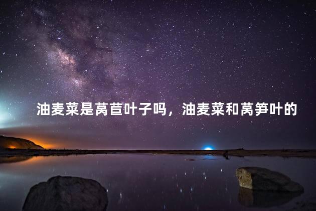 油麦菜是莴苣叶子吗，油麦菜和莴笋叶的区别