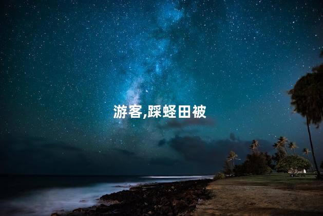 游客,踩蛏田被