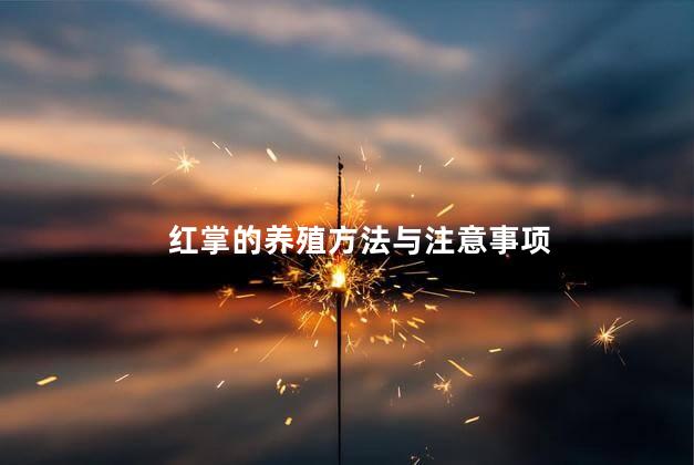 红掌的养殖方法与注意事项