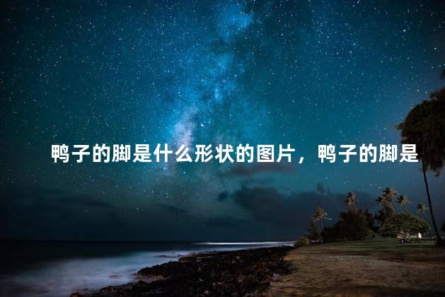 鸭子的脚是什么形状的图片，鸭子的脚是什么样的
